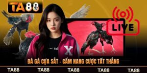 Đá Gà Cựa Sắt - Cẩm Nang Cược Tất Thắng Cho Người Mới