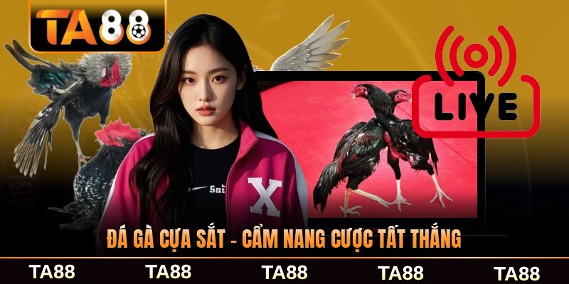 Đá Gà Cựa Sắt - Cẩm Nang Cược Tất Thắng Cho Người Mới