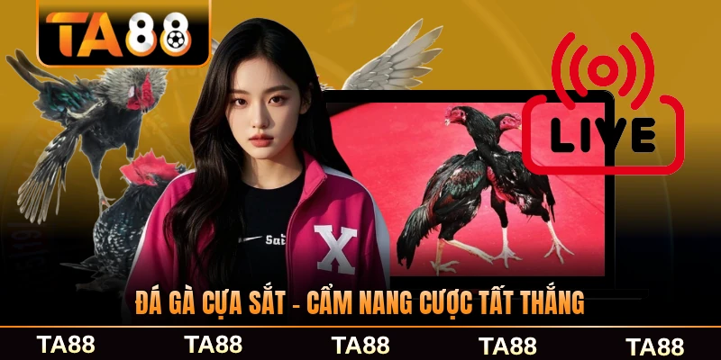 Đá gà cựa sắt ta88