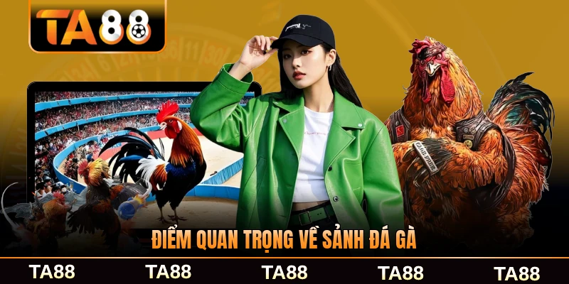 Điểm quan trọng về sảnh đá gà năm 2026 chi tiết