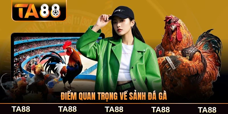 Điểm quan trọng về sảnh đá gà năm 2026 chi tiết
